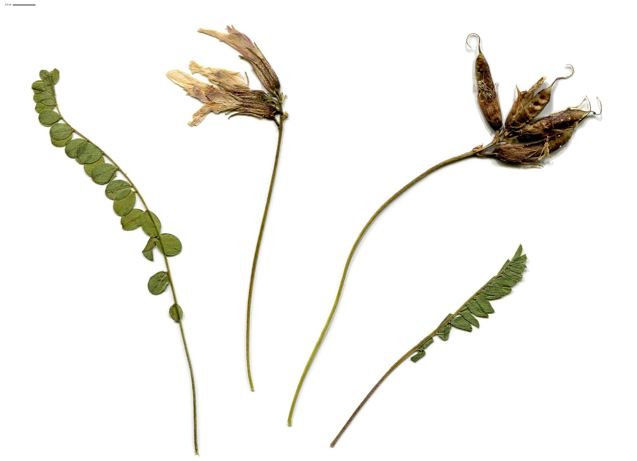 Astragalus monspessulanus subsp. monspessulanus var. alpinus (Fabaceae)